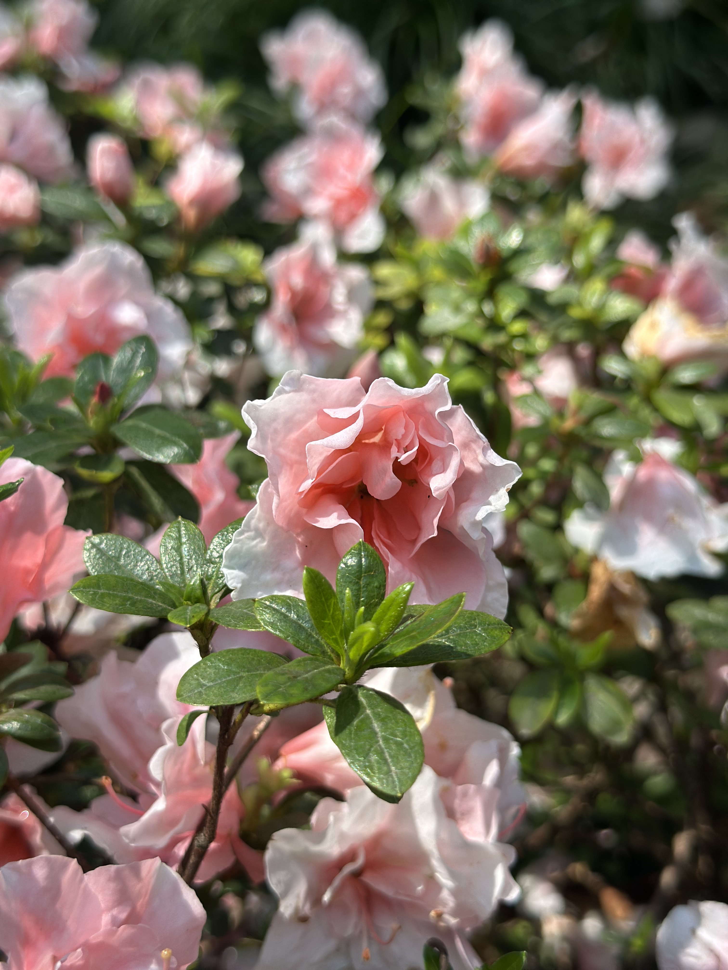 学校里开着的粉色花
